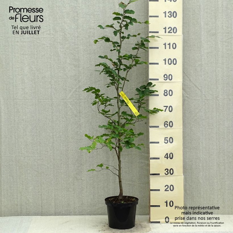 Spécimen de Hêtre commun - Fagus sylvatica Pot de 3L/4L tel que livré en été