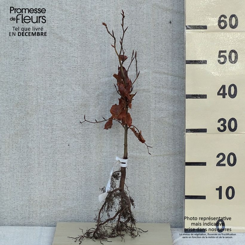 Spécimen de Hêtre commun - Fagus sylvatica  en racines nues 40/60cm tel que livré en hiver