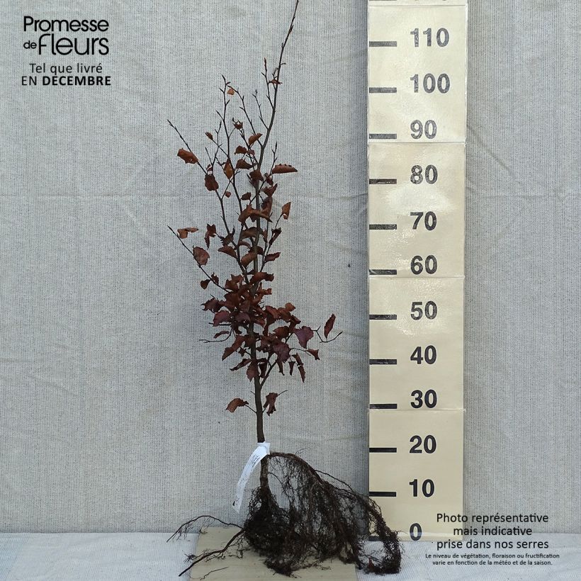 Spécimen de Hêtre commun - Fagus sylvatica en racines nues 80/100cm tel que livré en hiver