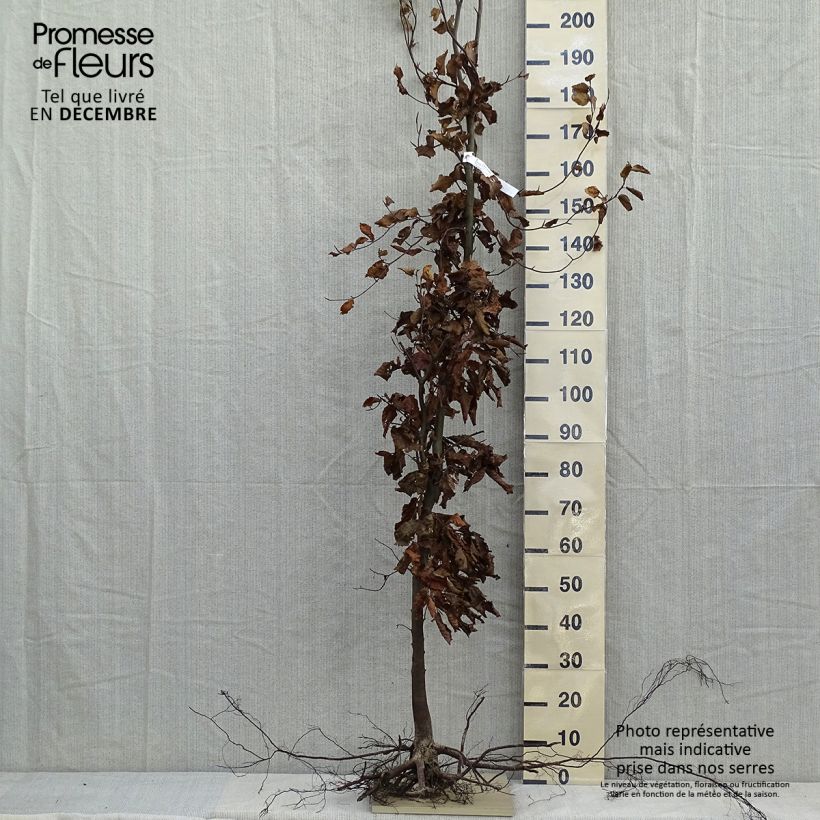 Spécimen de Hêtre commun - Fagus sylvatica livré en hauteur 200/250 cm en racines nues tel que livré en hiver