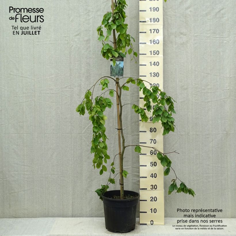 Spécimen de Hêtre pleureur - Fagus sylvatica Pendula Pot de 18L/20L, Baliveau tel que livré en été