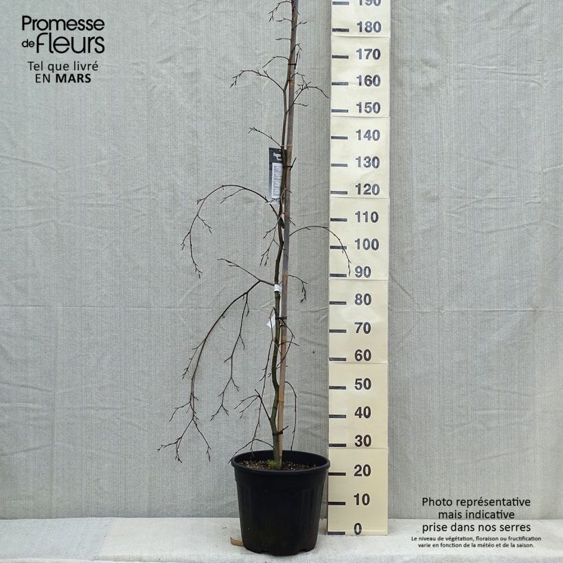 Spécimen de Hêtre pleureur - Fagus sylvatica Pendula en pot de 18L/20L tel que livré au printemps
