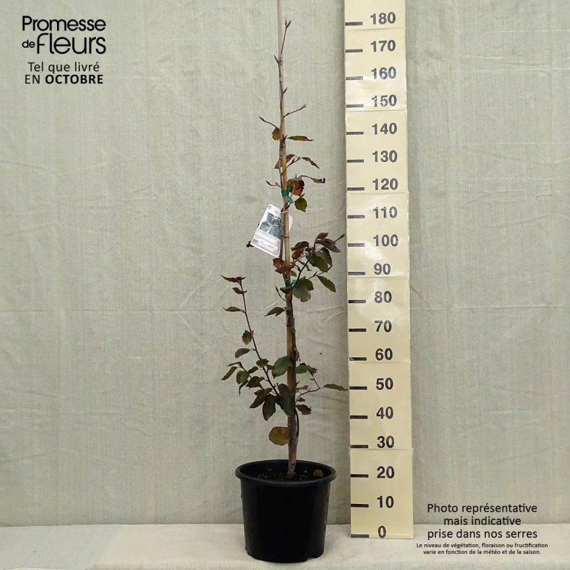 Spécimen de Hêtre pourpre - Fagus sylvatica Riversii Pot de 12L/15L, Baliveau tel que livré en automne