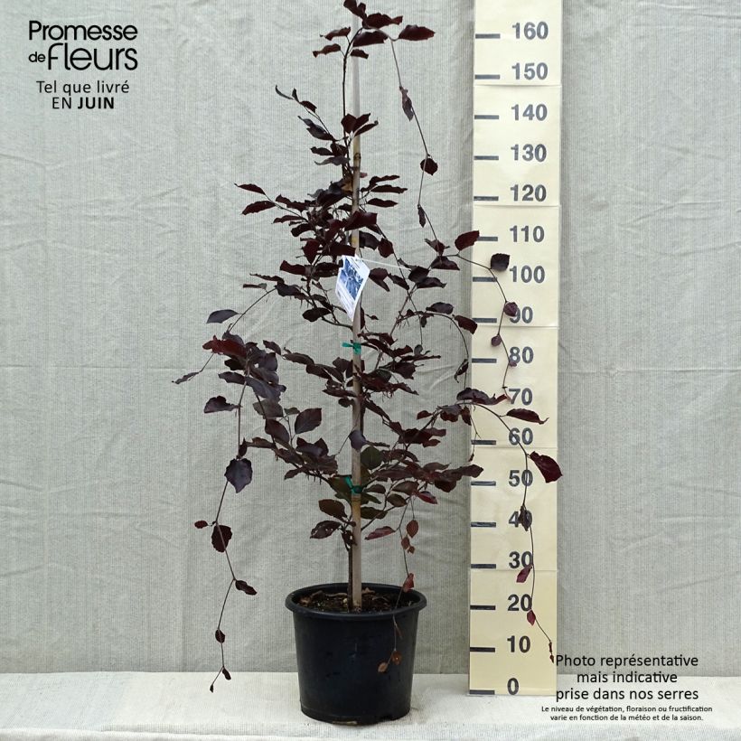 Spécimen de Hêtre pourpre - Fagus sylvatica Riversii Pot de 12L/15L tel que livré au printemps