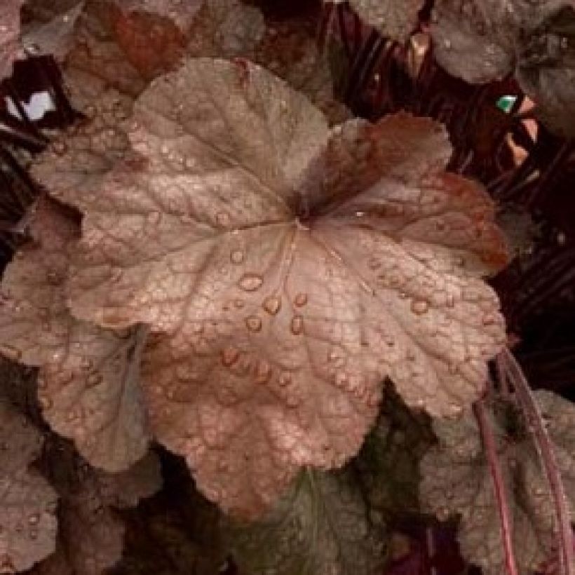 Heuchère - Heuchera Beaujolais (Feuillage)