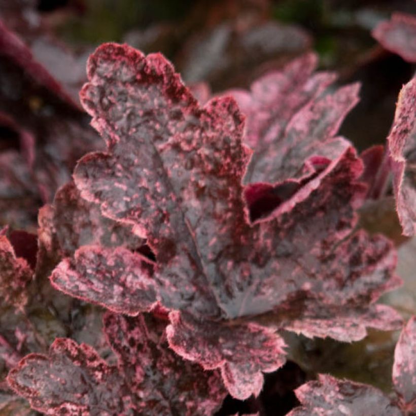 Heucherella Berry Fizz (Feuillage)