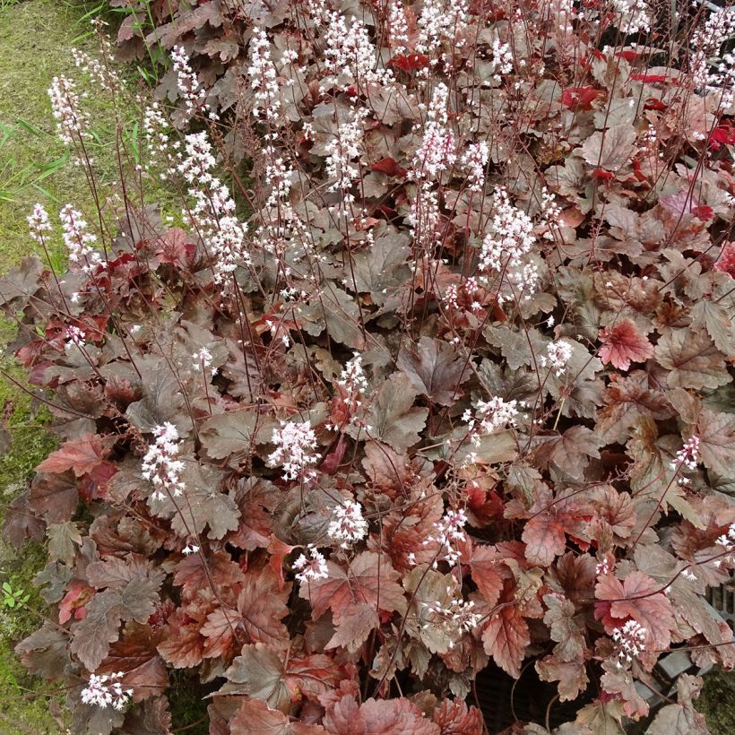 Heucherella Berry Fizz (Port)