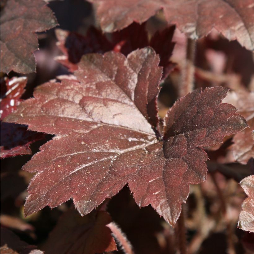 Heuchère - Heuchera Blackout (Feuillage)