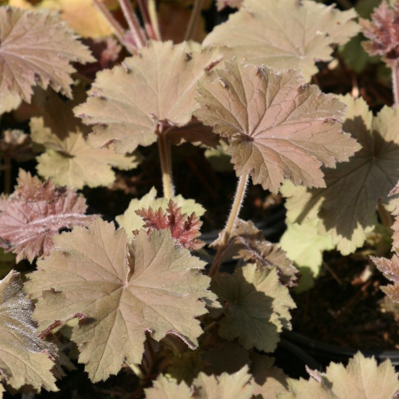 Heuchère - Heuchera Bronze Beauty (Feuillage)