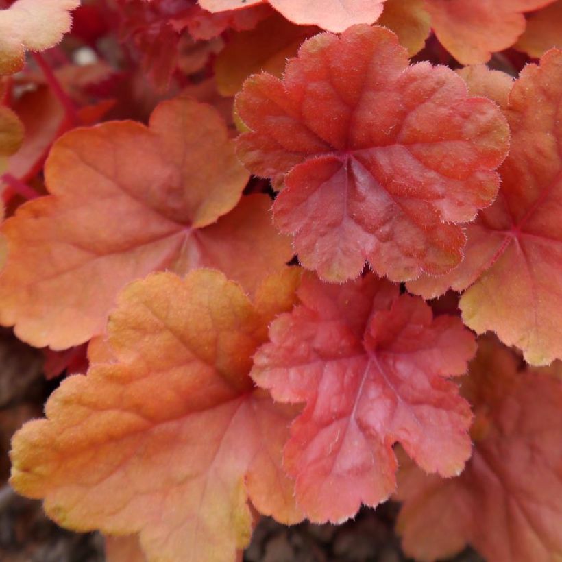 Heuchera Caribbean Sea - Heuchère (Feuillage)