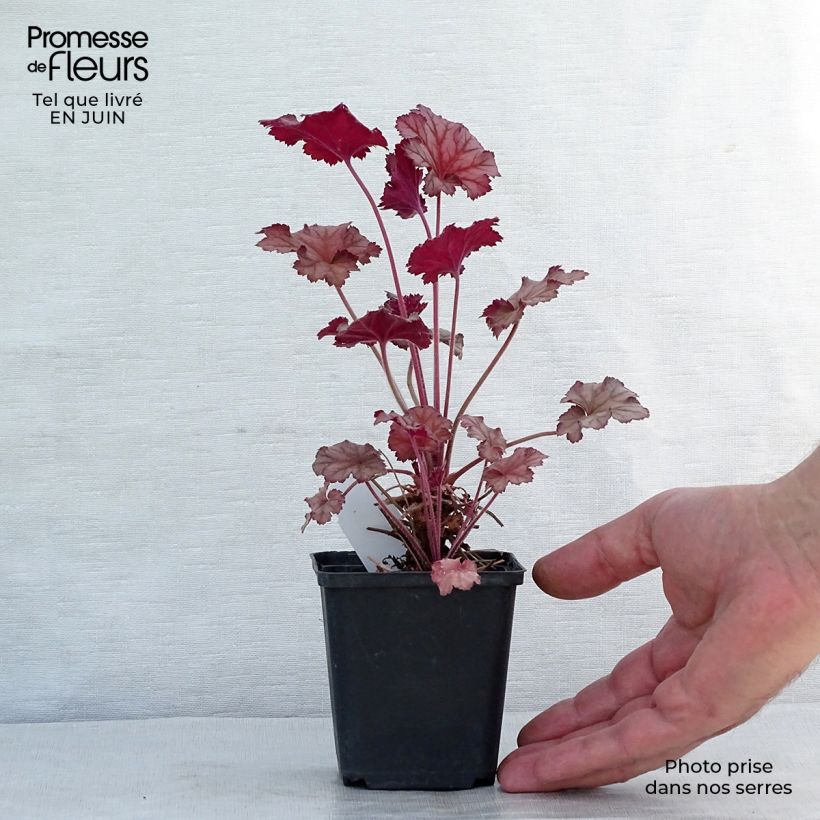 Spécimen de Heuchera Caribbean Sea - Heuchère Godet de 8/9 cm tel que livré en été