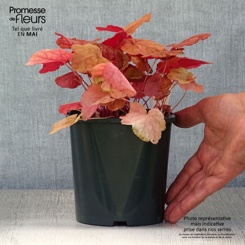 Spécimen de Heuchera Caribbean Sea - Heuchère - Pot de 2L/3L tel que livré au printemps