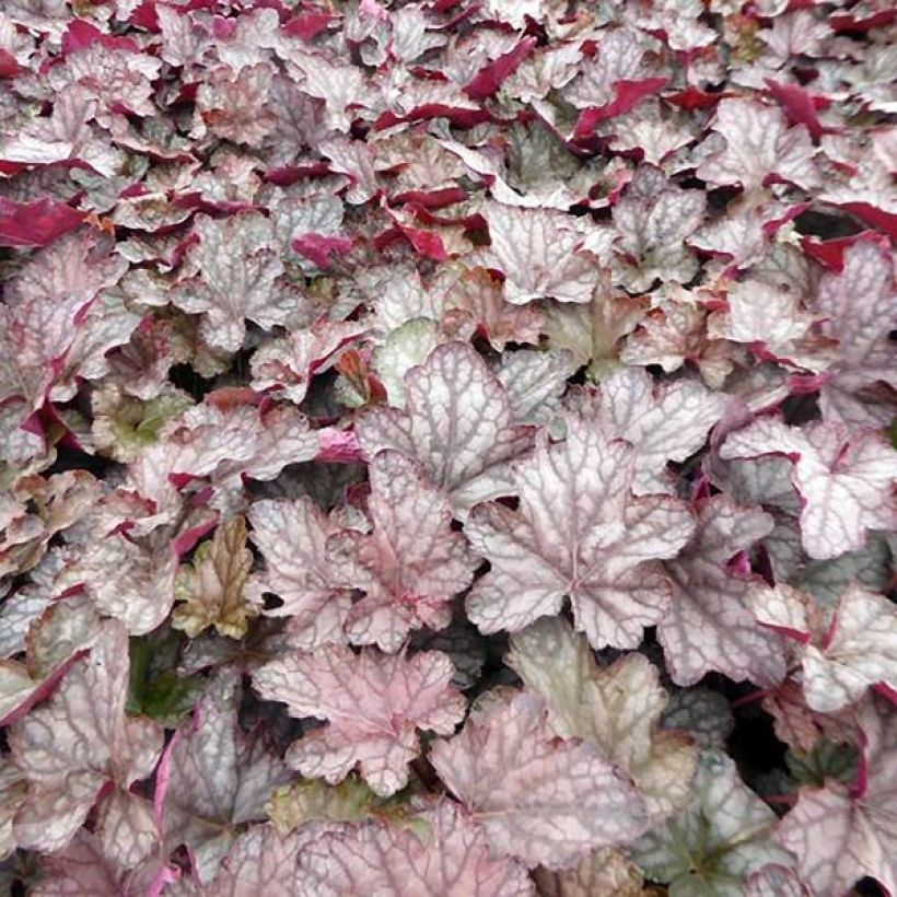 Heuchère - Heuchera Cascade Dawn (Feuillage)