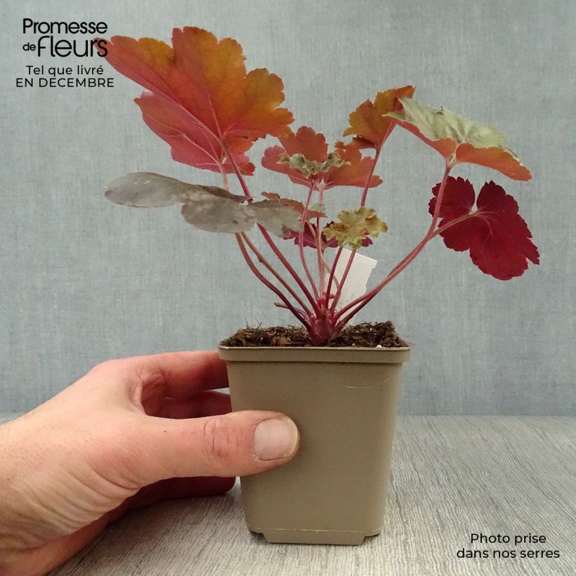 Spécimen de Heuchère - Heuchera Cherry Cola tel que livré en hiver