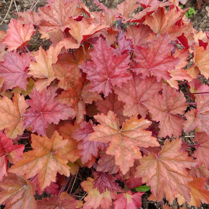 Heuchère - Heuchera Copper Dinosaur (Feuillage)