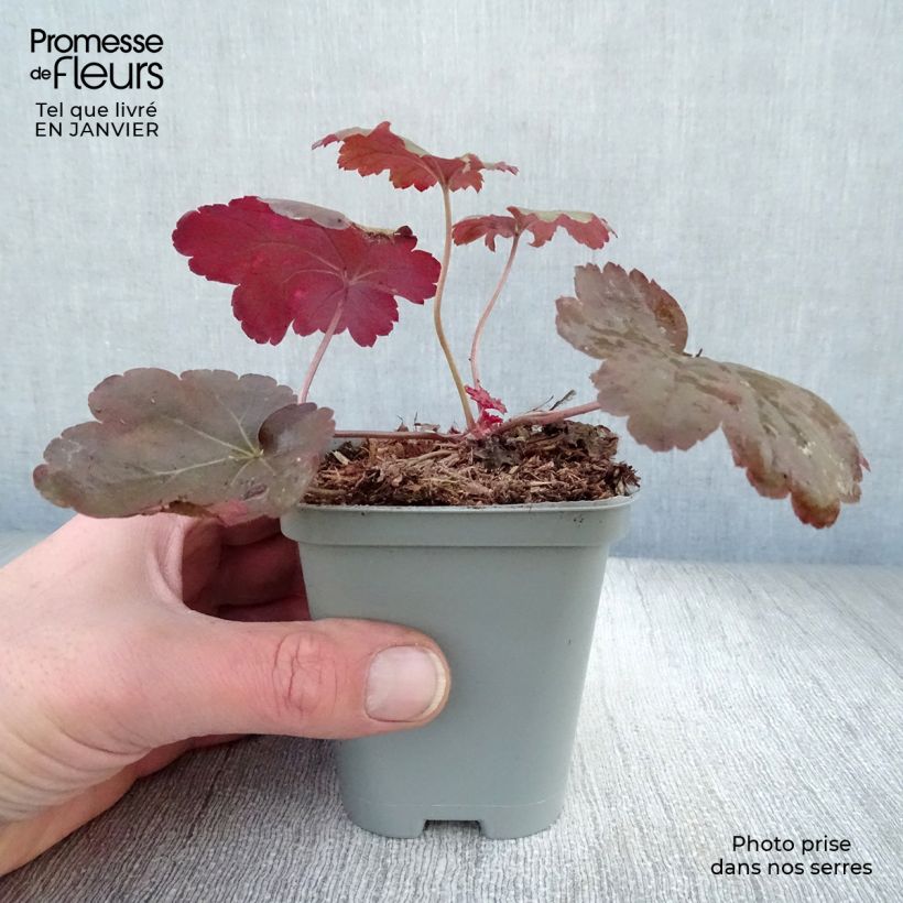 Spécimen de Heuchera Coral Sea - Heuchère tel que livré en hiver