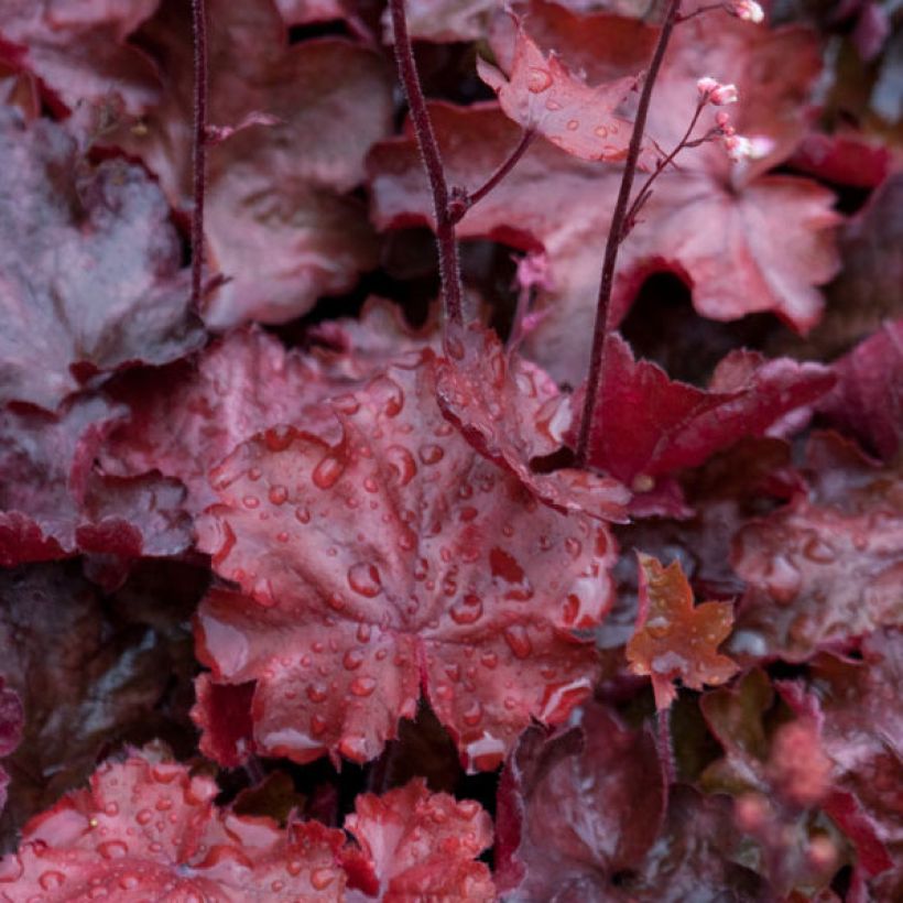 Heuchère - Heuchera Fire Chief (Feuillage)