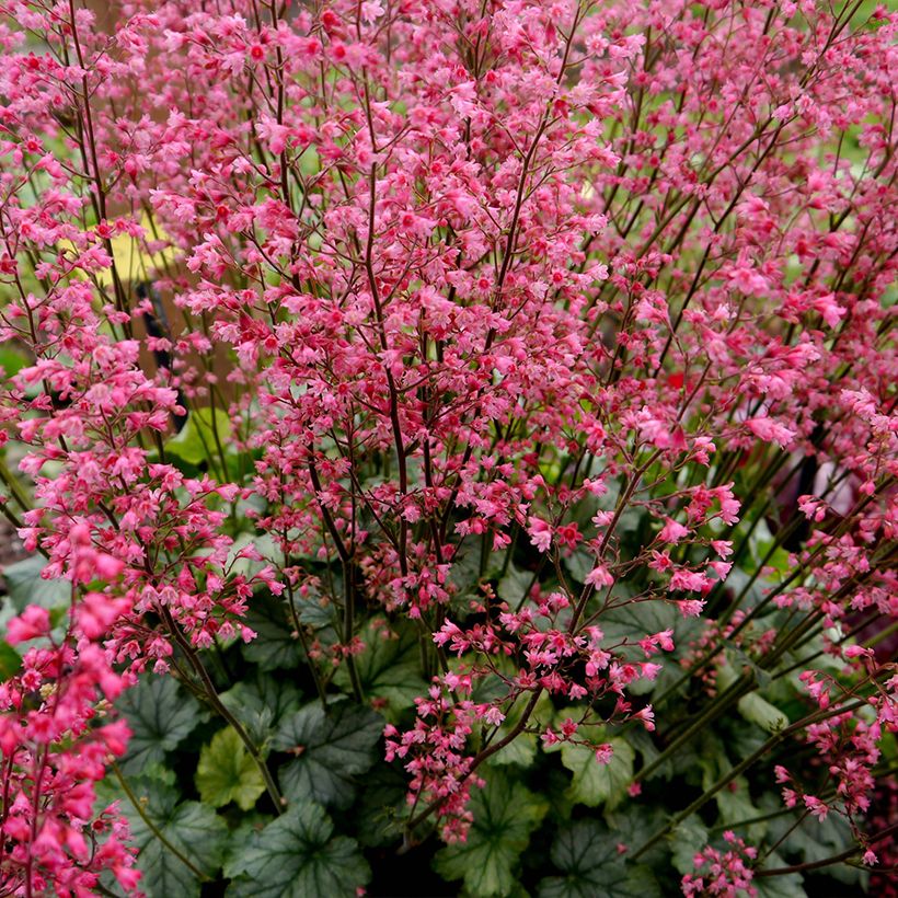 Heuchère - Heuchera Flower Power (Port)