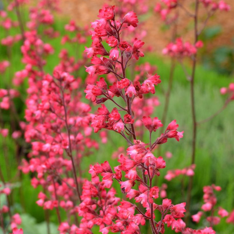 Heuchère - Heuchera Flower Power (Floraison)