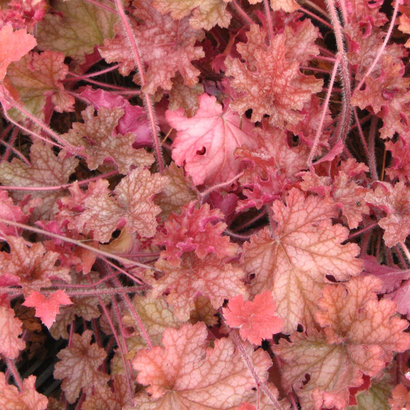 Heuchère - Heuchera Ginger Peach (Feuillage)