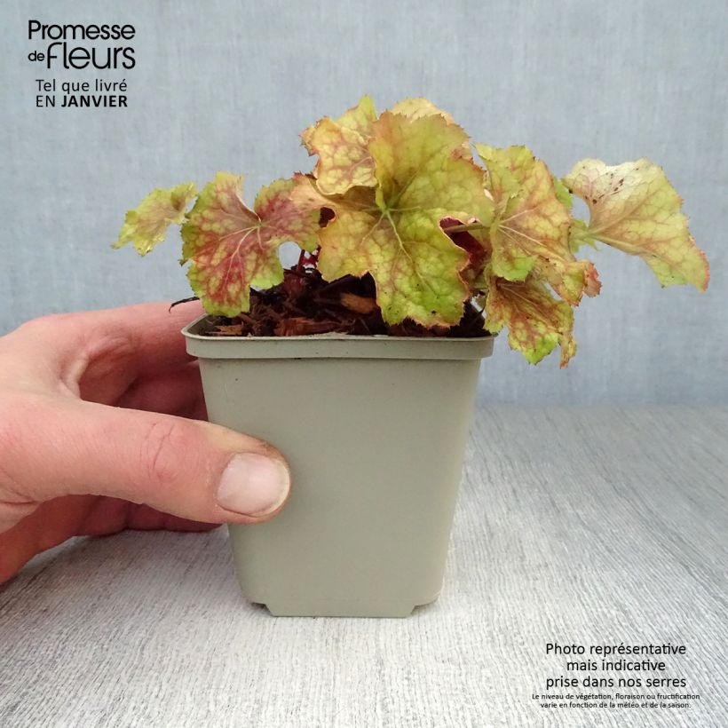 Spécimen de Heuchera Happy Flames - Heuchère Godet de 8/9 cm tel que livré en hiver