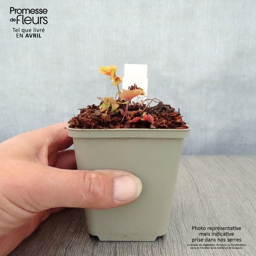Spécimen de Heuchera Happy Flames - Heuchère Godet de 8/9 cm tel que livré au printemps