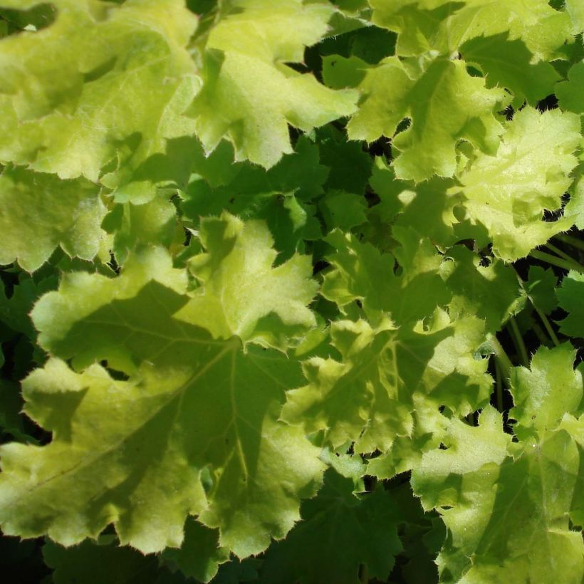 Heuchère - Heuchera Lime Rickey (Feuillage)