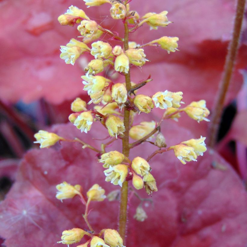 Heuchère Little Cutie Blondie (Floraison)