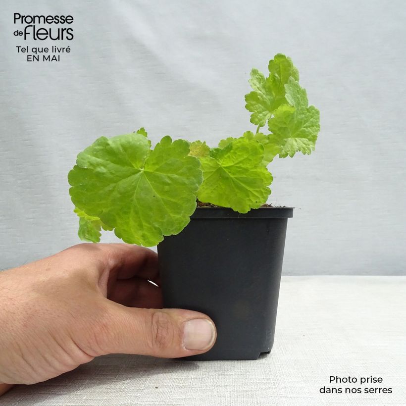 Spécimen de Heuchera Little Cuties Sweet Tart Godet de 9cm tel que livré au printemps