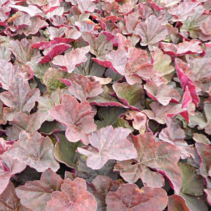 Heuchère - Heuchera Magnum (Feuillage)