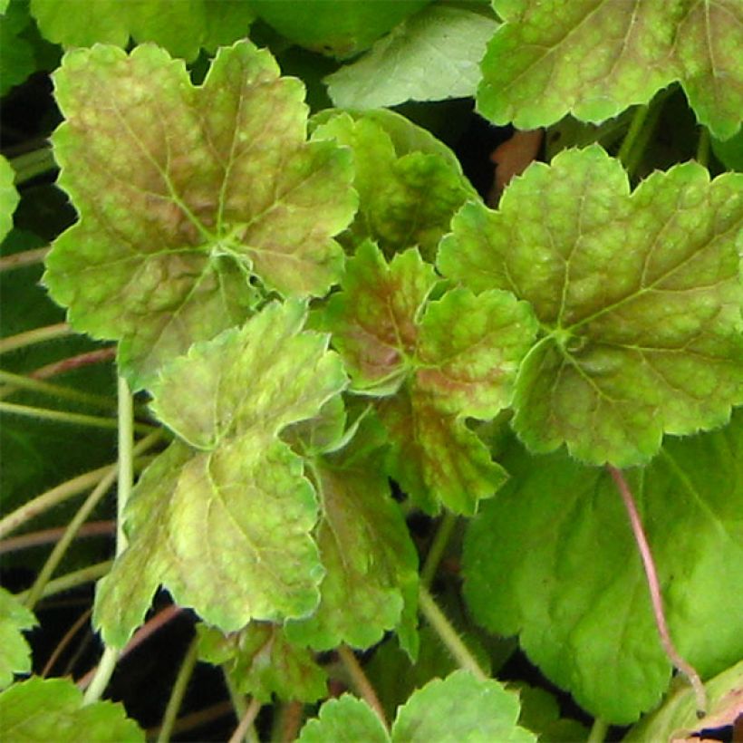 Heuchère -  Heuchera Miracle (Feuillage)