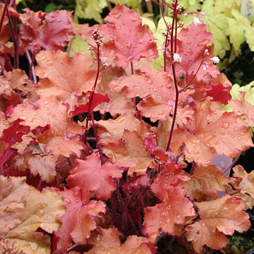 Heuchère - Heuchera Peach Crisp (Feuillage)