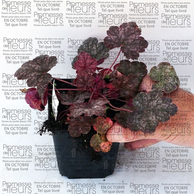 Exemple de spécimen de Heuchera Pewter Moon - Heuchère Boîte tel que livré