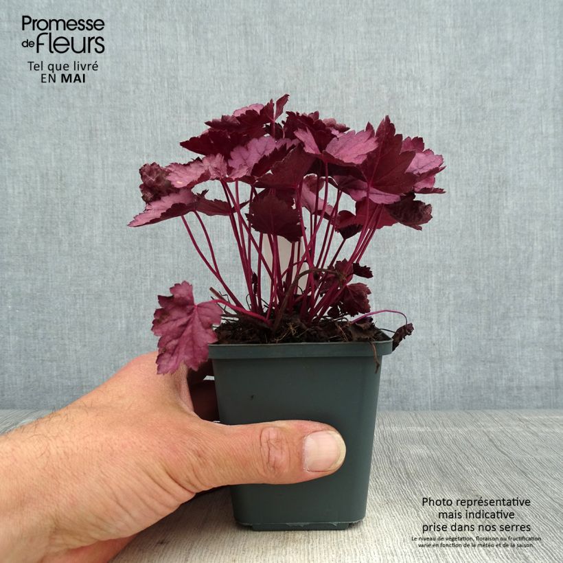 Spécimen de Heuchera Pink Panther - Heuchère Godet de 9cm tel que livré au printemps