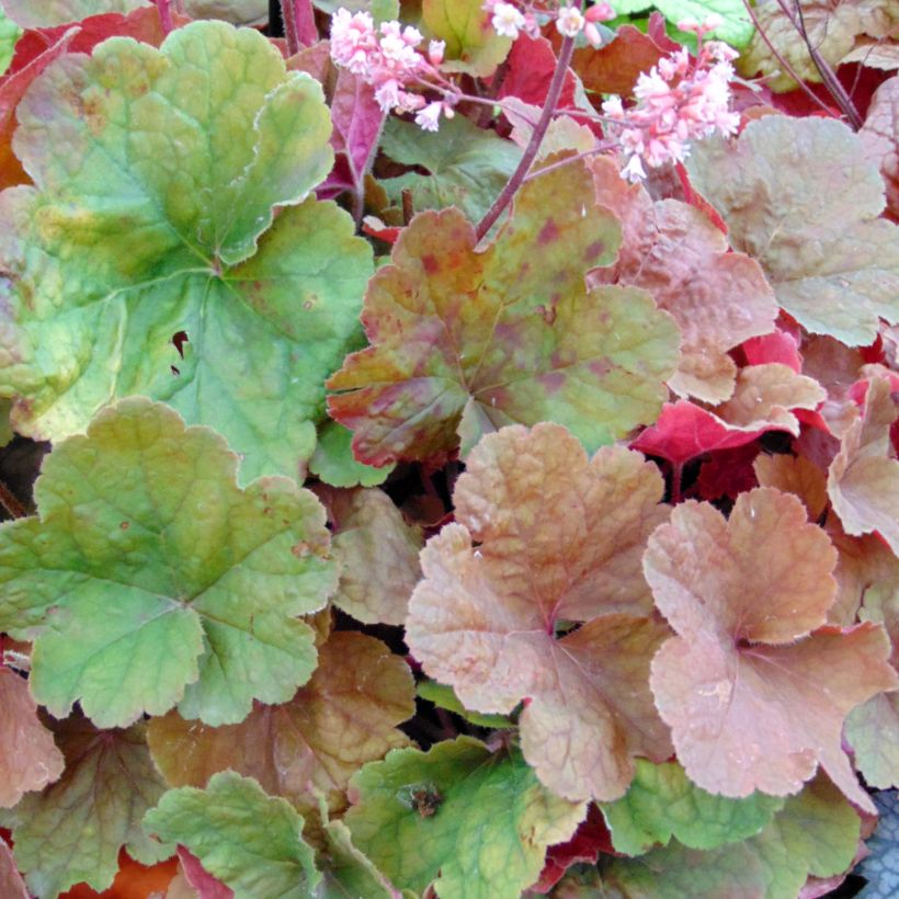 Heuchère - Heuchera Pink Pearls (Feuillage)