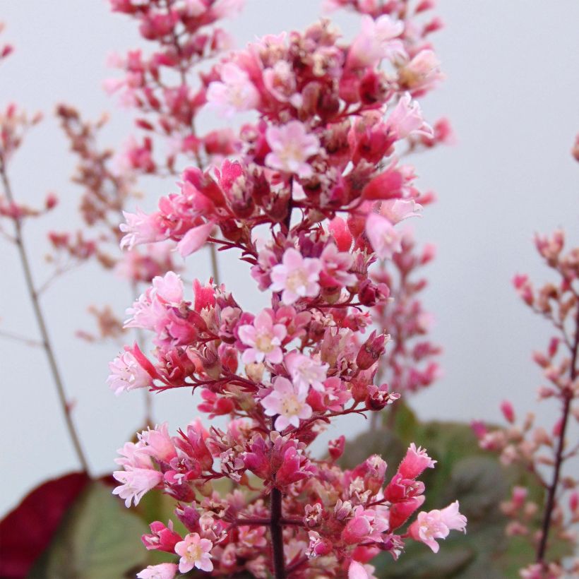 Heuchère - Heuchera Pink Pearls (Floraison)