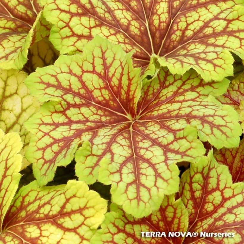 Heuchera Red Lightning - Heuchère (Feuillage)