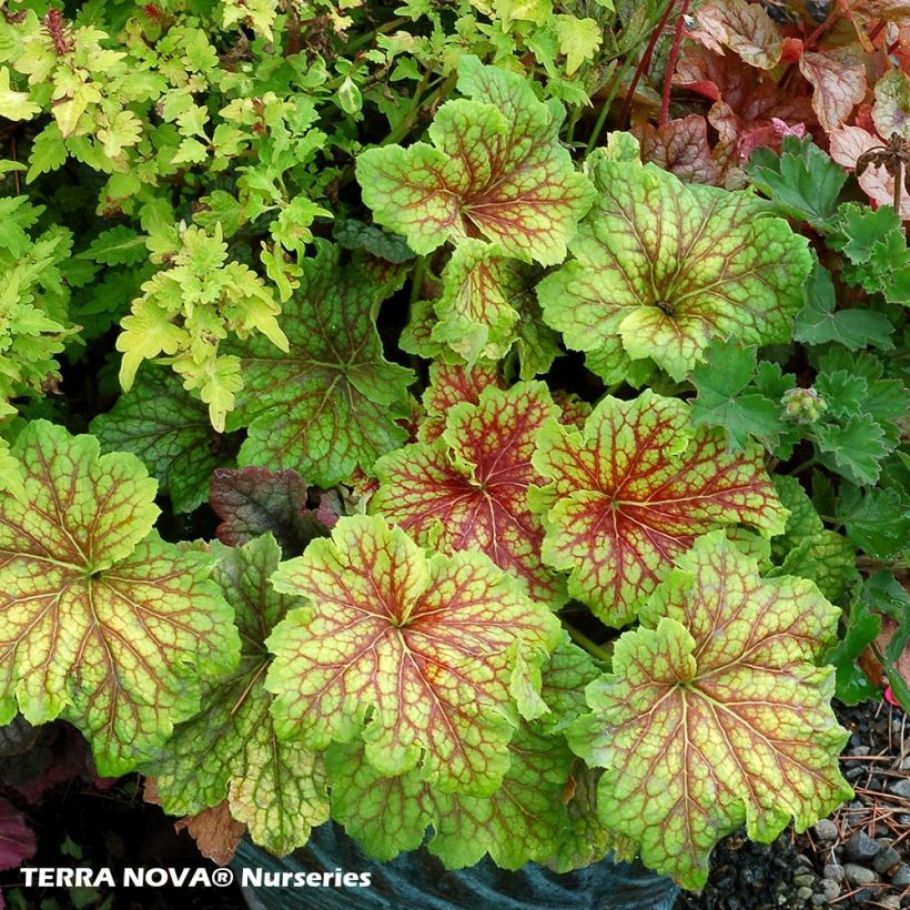 Heuchera Red Lightning - Heuchère (Port)