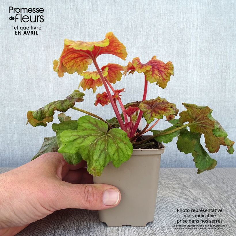 Spécimen de Heuchera Red Lightning - Heuchère Godet de 9cm tel que livré au printemps