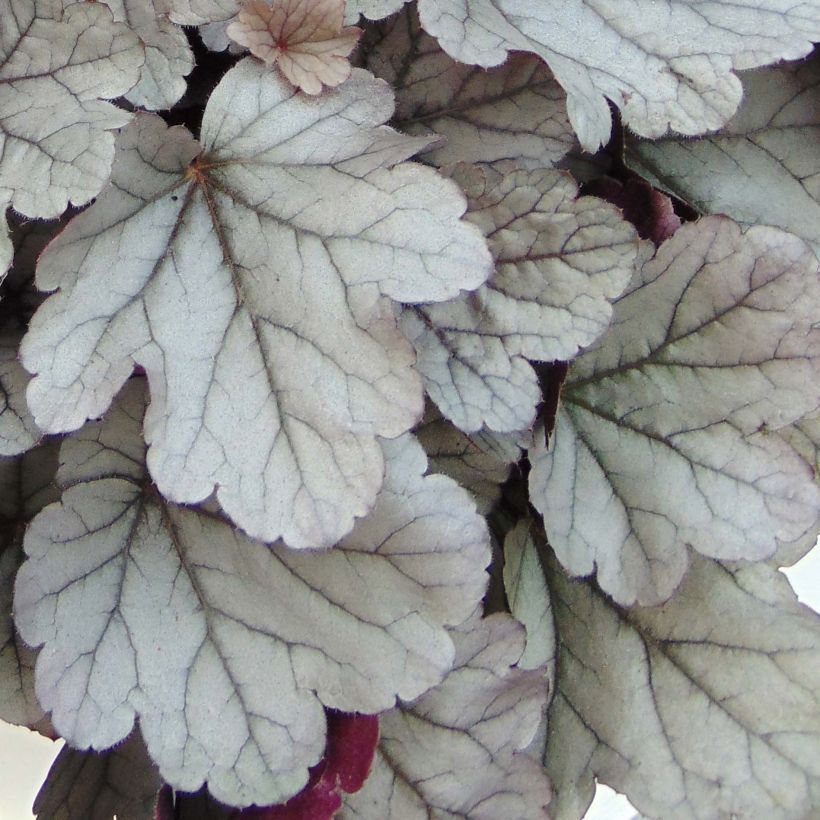 Heuchère - Heuchera Silver Gumdrop (Feuillage)