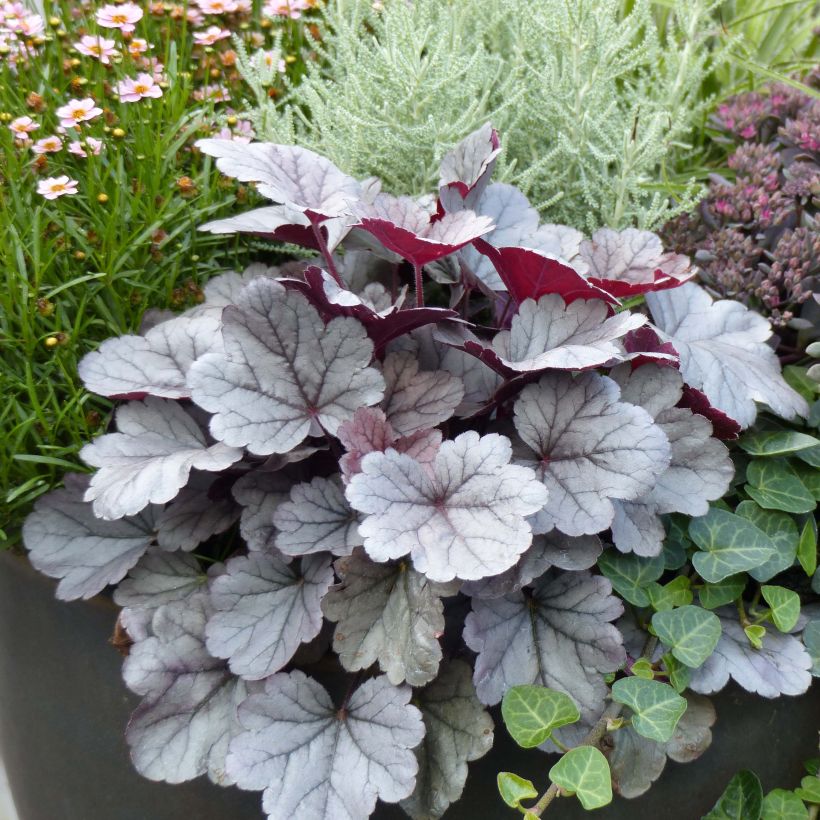 Heuchère - Heuchera Silver Gumdrop (Port)