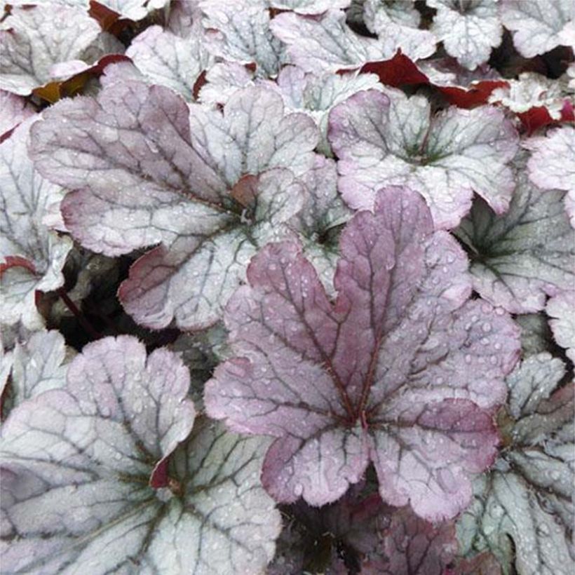 Heuchere - Heuchera Sloeberry (Feuillage)