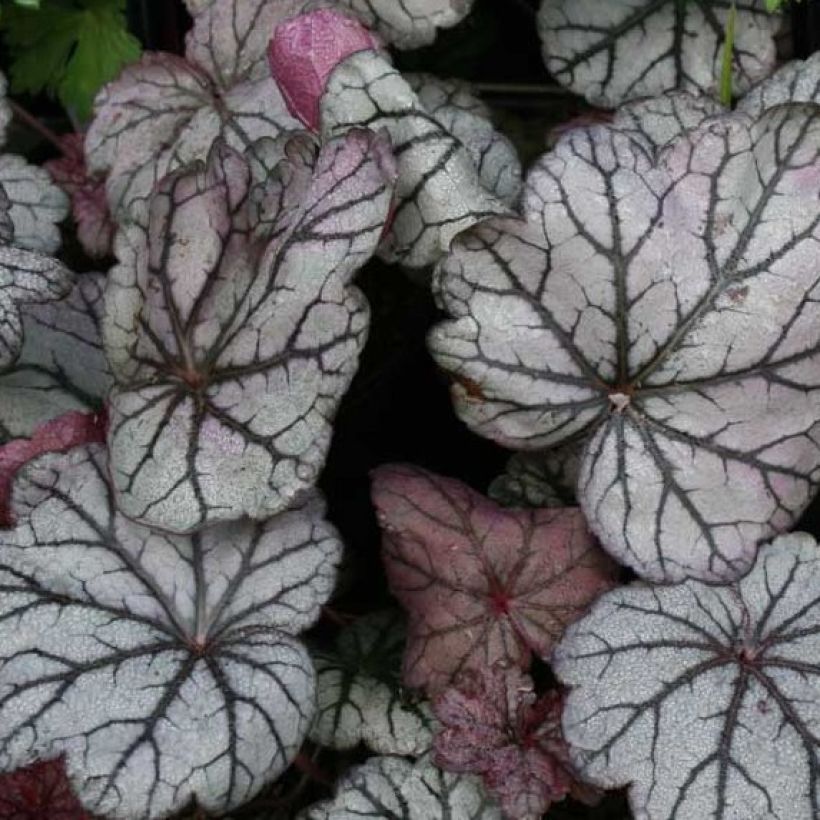 Heuchère - Heuchera Sugar Plum (Feuillage)