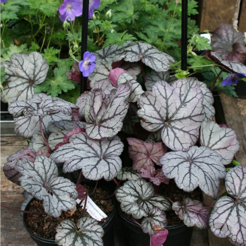 Heuchère - Heuchera Sugar Plum (Port)