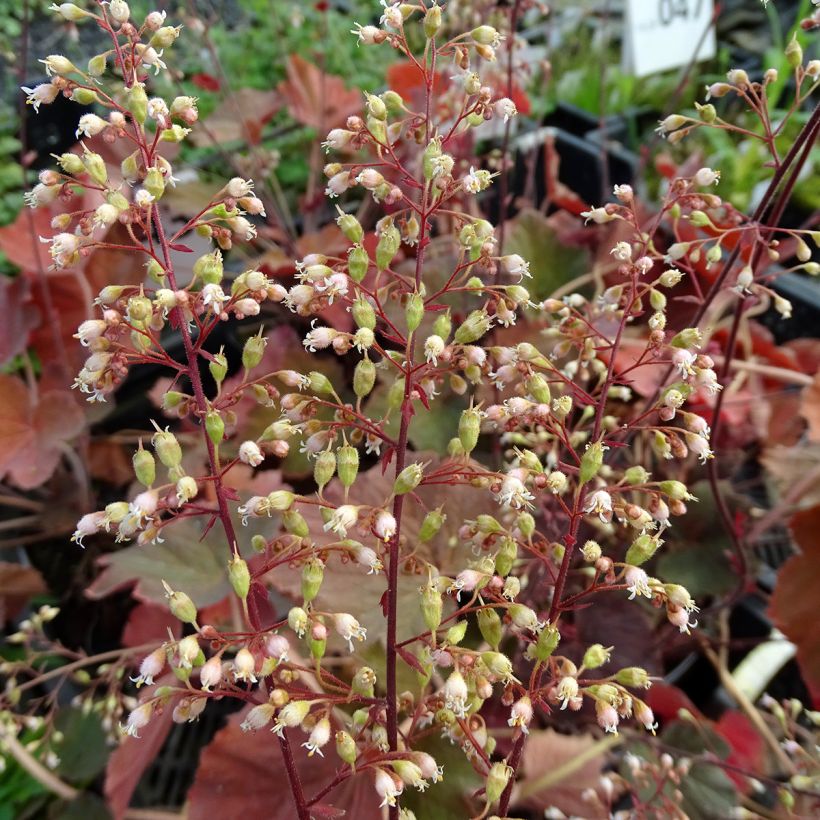 Heuchera XXL - Heuchère (Floraison)