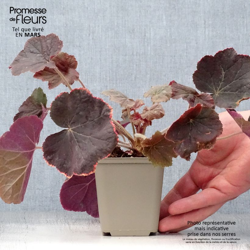 Spécimen de Heuchera XXL - Heuchère Godet de 9cm tel que livré au printemps
