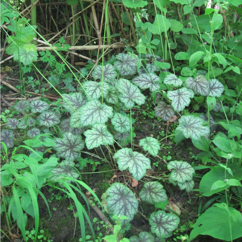 Heuchère - Heuchera americana Dales Strain (Port)