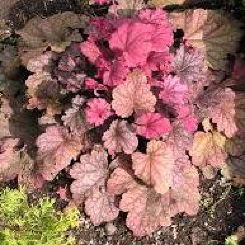 Heuchère - Heuchera Berry Smoothie (Port)