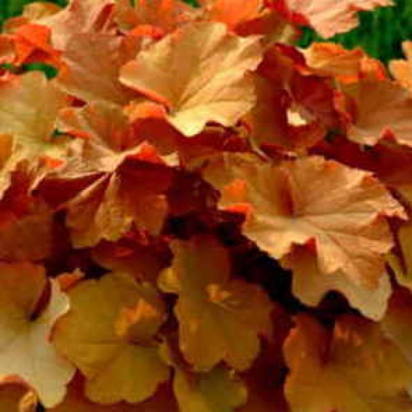 Heuchère - Heuchera Caramel (Feuillage)