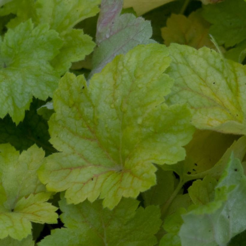 Heuchère - Heuchera Electric Lime (Feuillage)